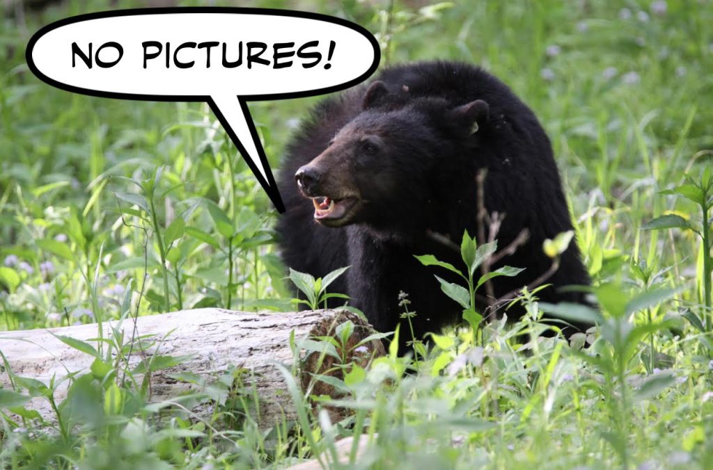 Bear Cartoon