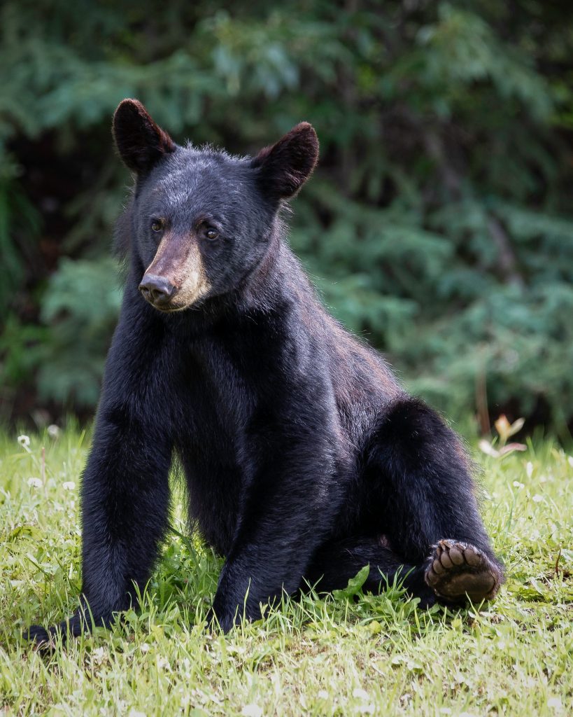 Black Bear photo