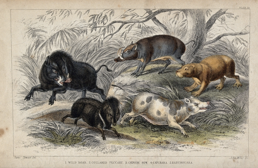 Wild Boar