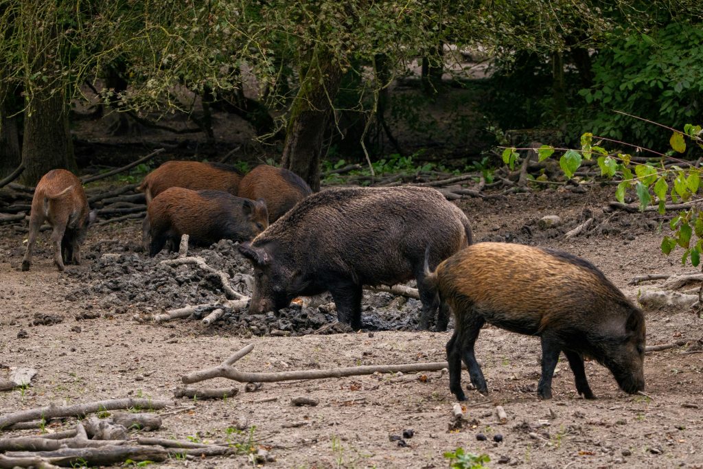 Wild Pigs