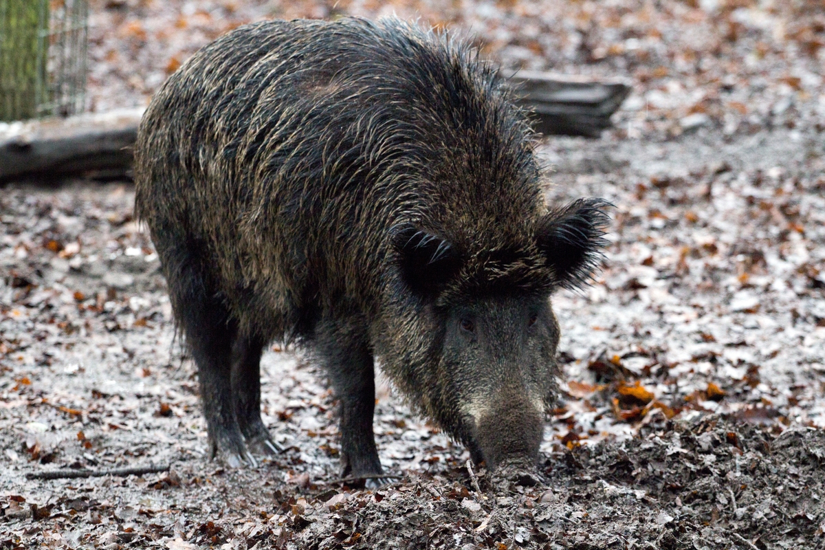 Wild boar